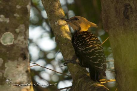 Carpintero copete amarillo (Blond-crested woodpecker) Celeus flavescens