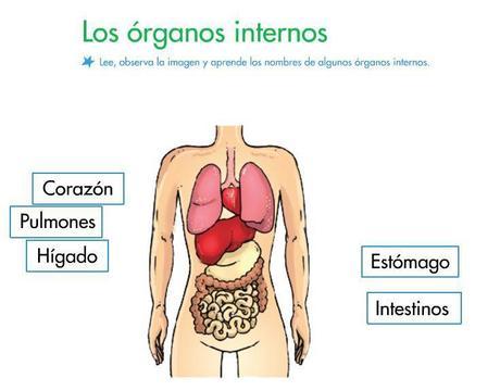 aparato respiratorio y circulatorio