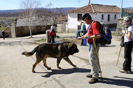 Hospitaleros Voluntarios, boletin de noviembre 2.014.