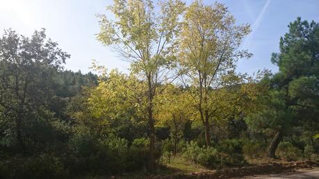 UN OTOÑO QUE NO LLEGA...