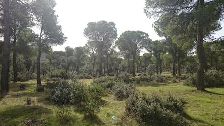 UN OTOÑO QUE NO LLEGA...