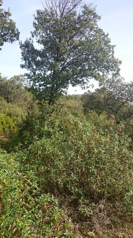 UN OTOÑO QUE NO LLEGA...