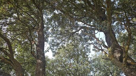 UN OTOÑO QUE NO LLEGA...