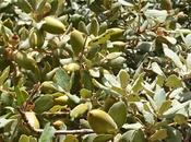 Frutos otoño...