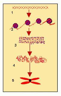 Cromatina y cromosoma