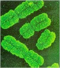 Cromatina y cromosoma