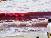 marea roja ¿puede volverse color rojo?