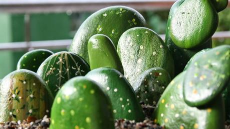 Unos cactus muy especiales!! - Paperblog