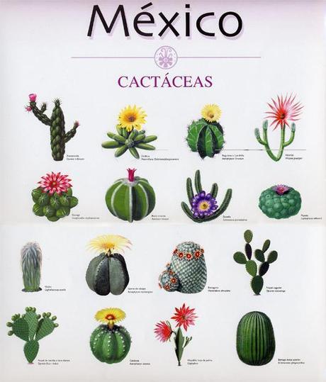 Cactáceas mexicanas