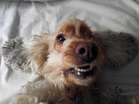 Hoy compartimos…Mascotas IMG-20140802-WA0000