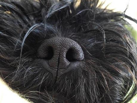 Hoy compartimos…Mascotas IMG-20131231-WA0010