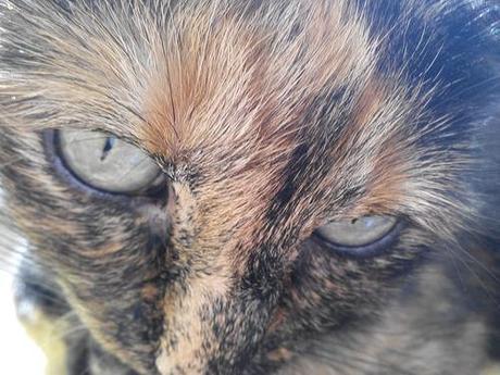 Hoy compartimos…Mascotas IMG_20141025_154716