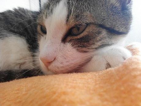 Hoy compartimos…Mascotas IMG_20141110_095347