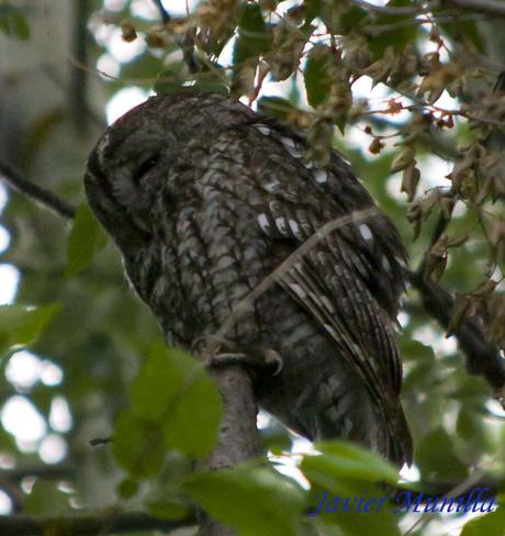 CÁRABO COMÚN (Strix aluco)