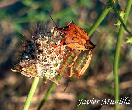 Carpocoris fuscipinus (Chinche de escudo)