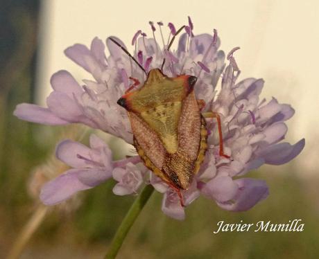 Carpocoris fuscipinus (Chinche de escudo)