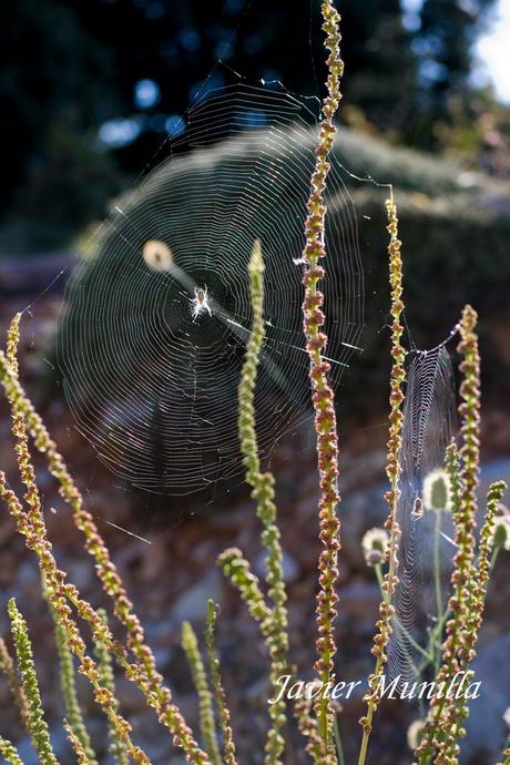 ACUPELARIA CEROPEGIA