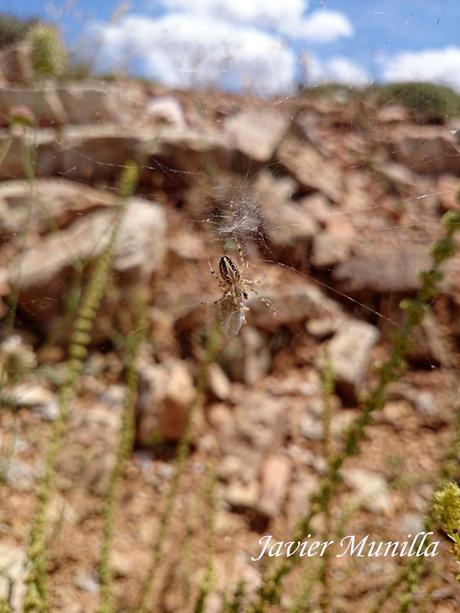 ACUPELARIA CEROPEGIA