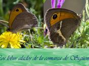 Maniola jurtina Loba) Pyronia bathseba (Lobito Listado)