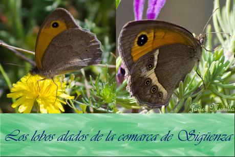 Maniola jurtina (La Loba) y Pyronia bathseba (Lobito Listado)