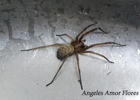 Tegenaria doméstica