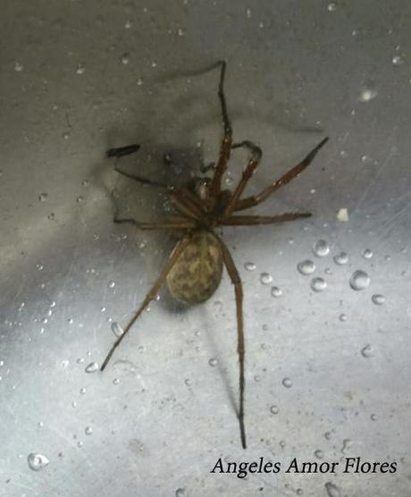Tegenaria doméstica