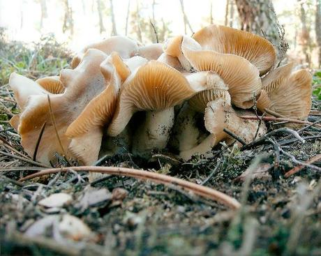 COMIENZAN LAS VOTACIONES