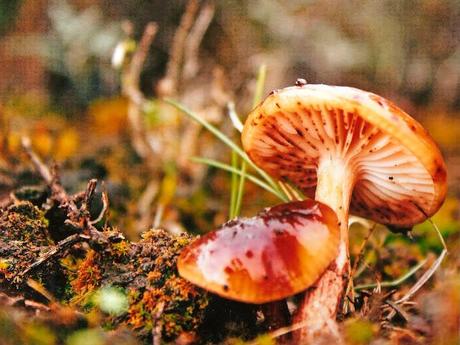 COMIENZAN LAS VOTACIONES