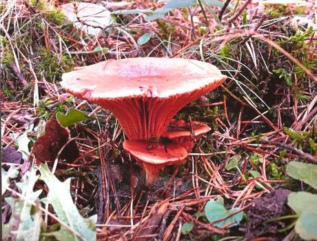 COMIENZAN LAS VOTACIONES