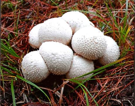 COMIENZAN LAS VOTACIONES
