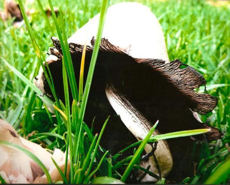 COMIENZAN LAS VOTACIONES