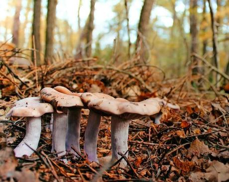 COMIENZAN LAS VOTACIONES