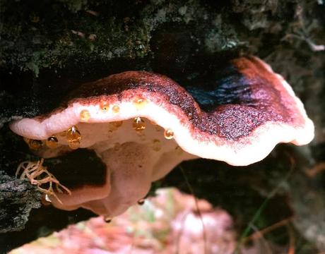 COMIENZAN LAS VOTACIONES