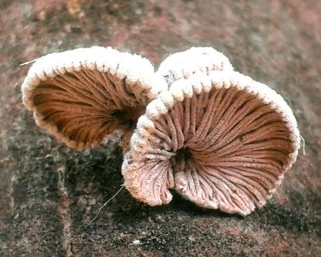 COMIENZAN LAS VOTACIONES