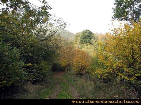 Ruta Baiña, Magarrón, Bustiello, Castiello. Bosque