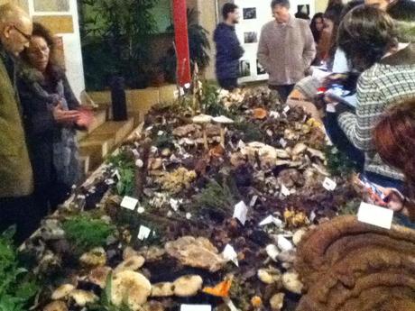 32º Jornadas Micológicas en la Universidad de La Laguna.