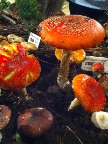 32º Jornadas Micológicas en la Universidad de La Laguna.