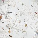 Under a magnifier, a splash of seawater teems with life.