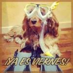 YA-ES-VIERNES-FOTO-PERRO-COCKER-BUCEO