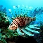 Lionfish (Pez León)