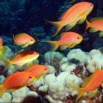 Anthias (o cola de lira)