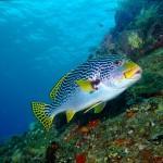 Labios dulces moteado