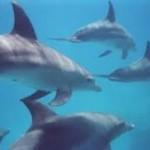 Delfines