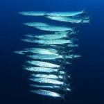 Barracudas