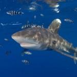 Tiburón Longimanus