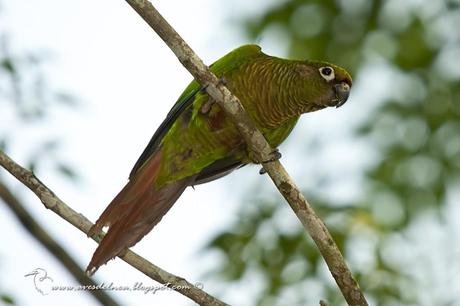 Chiripepé cabeza verde (Reddish-bellied Parakeet) Pyrrhura frontalis