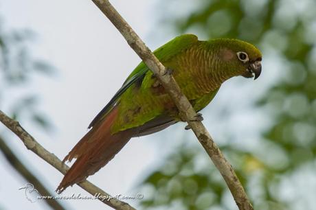 Chiripepé cabeza verde (Reddish-bellied Parakeet) Pyrrhura frontalis