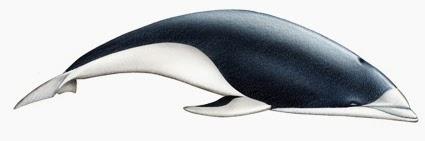 Delfín liso del Sur