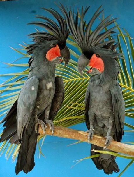 Cacatúa Palma (Palm Cockatoo)