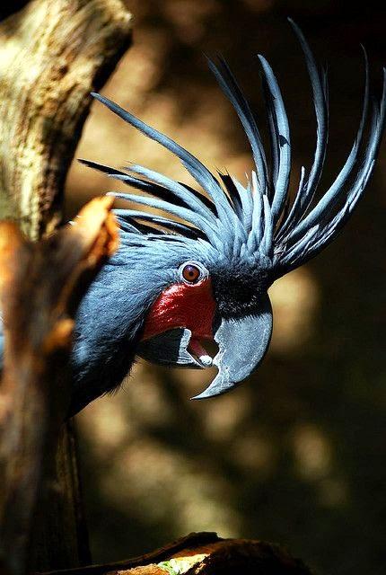 Cacatúa Palma (Palm Cockatoo)